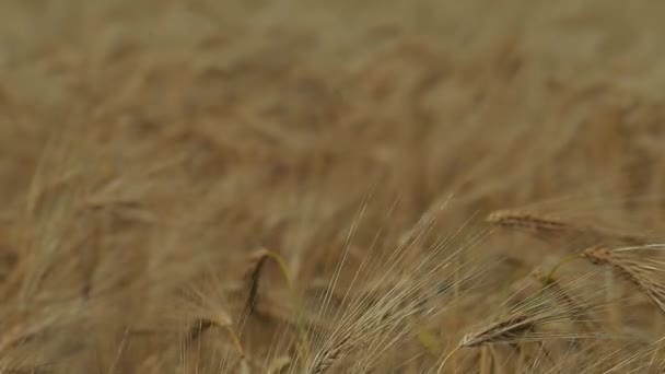 campo de trigo e céu azul - Filmagem, Vídeo