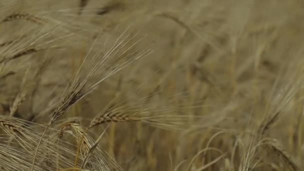 campo di grano e cielo azzurro - Filmati, video