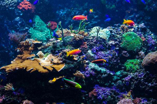 peixes tropicais no recife de coral
 - Foto, Imagem