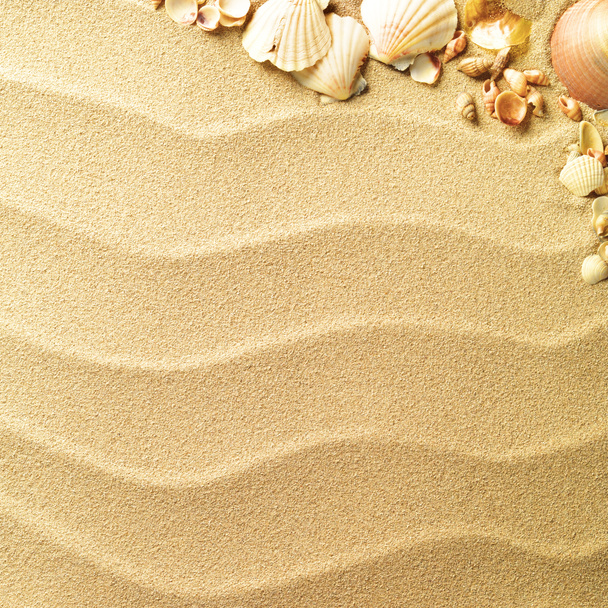 muszle morskie z piaskiem jako tłem - Zdjęcie, obraz