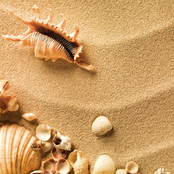 砂を背景にした貝殻は - 写真・画像