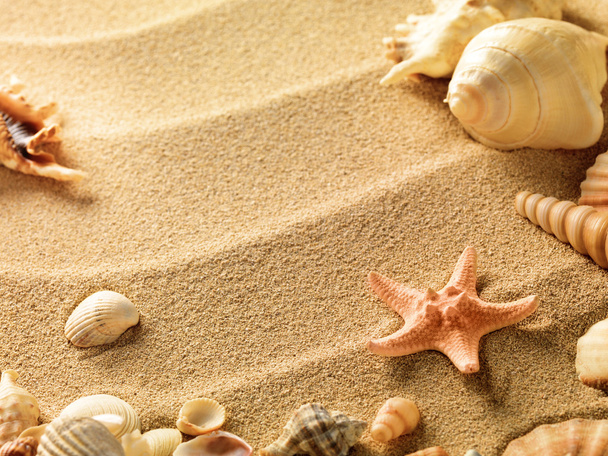 Sea shells with sand as background - Foto, afbeelding