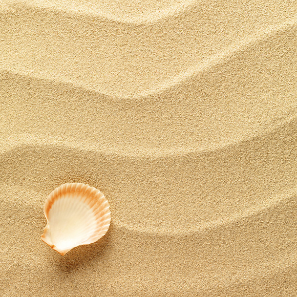 Sea shells with sand as background - Zdjęcie, obraz