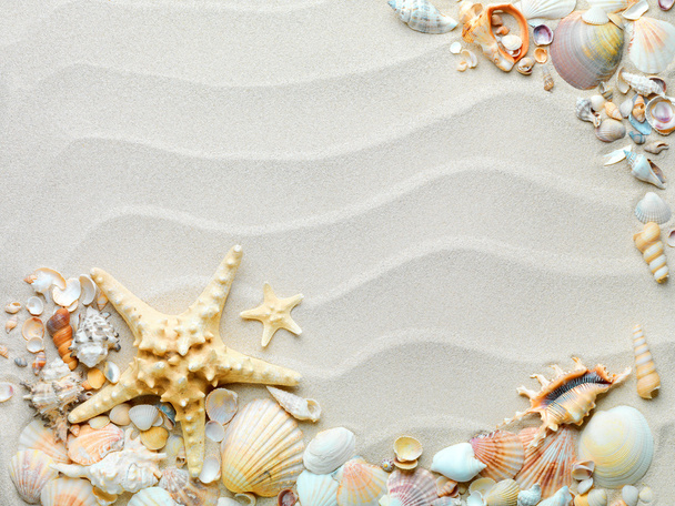 Sand background with shells and starfish - Zdjęcie, obraz