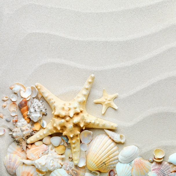 Fond de sable avec coquillages et étoiles de mer
 - Photo, image