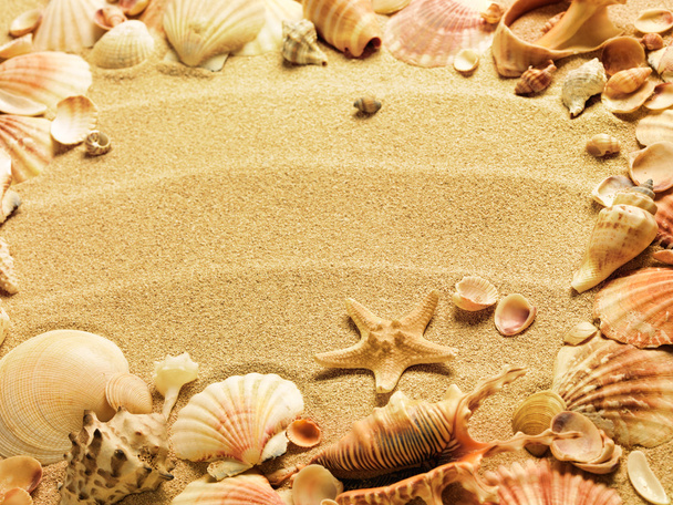 Sea shells with sand as background - Фото, зображення