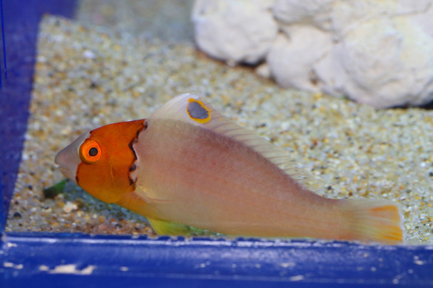 Bicolor Parrotfish (Cetoscarus ocellatus) in Japan - Photo, Image