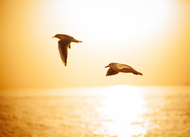 Pássaros voando sobre o mar
 - Foto, Imagem