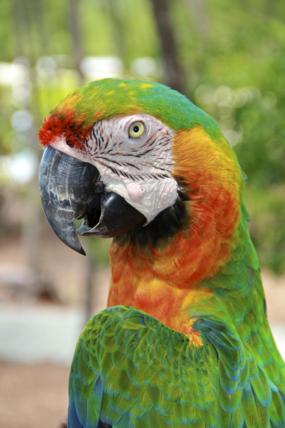Hybrid Macaw Close-Up - Foto, afbeelding