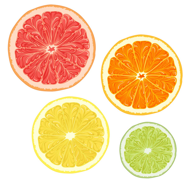 Set of citrus fruits. - Вектор,изображение