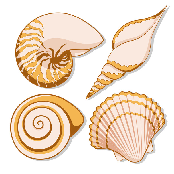 Set of color graphic sea shells. - Вектор,изображение