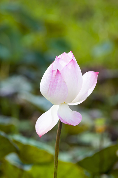 ,beautiful pink lotus flowers blooming - Photo, image