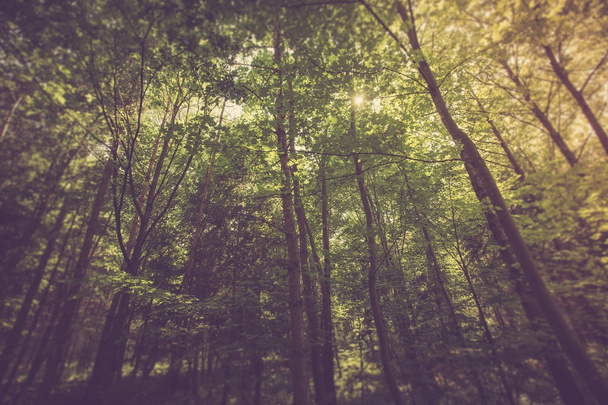green summer forest - Foto, Bild