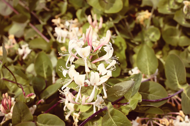 Madressilva flores fundo
 - Foto, Imagem