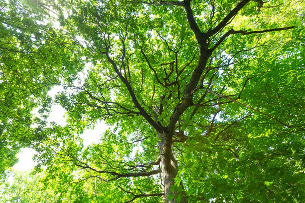 Bosque verde de verano europeo
 - Foto, imagen