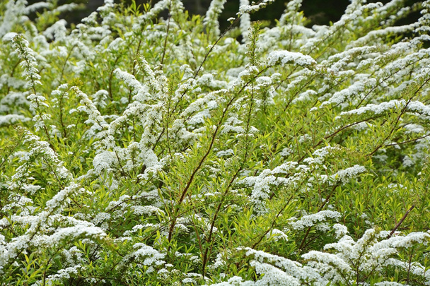 witte spirea - Foto, afbeelding