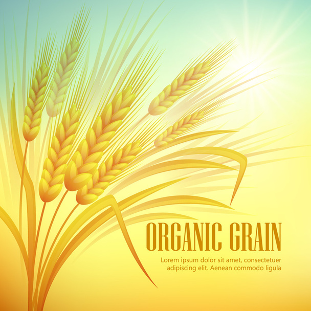 Wheat field  background. Vector illustration - Vektör, Görsel