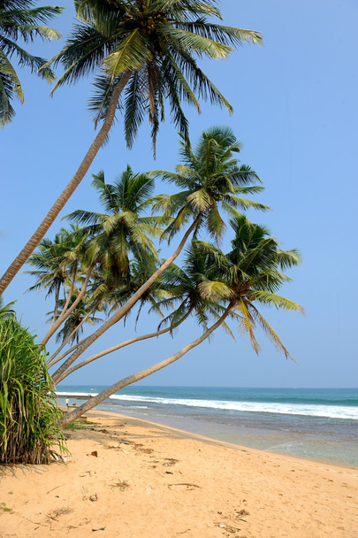 Tropical beach - Foto, Imagem