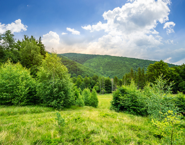 forest glade on hillside - Photo, image
