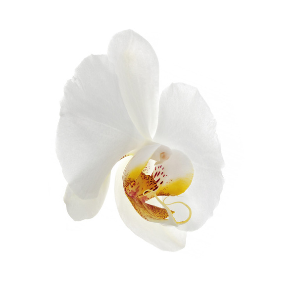 Biała orchidea kwiat na białym tle - Zdjęcie, obraz