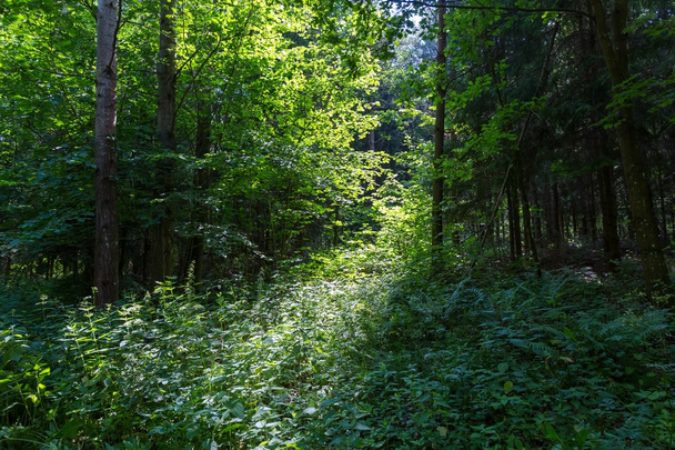 Ευρωπαϊκό δάσος πράσινο το καλοκαίρι - Φωτογραφία, εικόνα