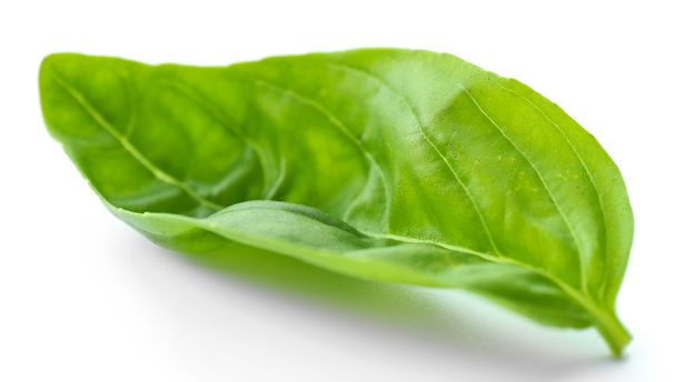 Leaf of green fresh basil - Фото, зображення