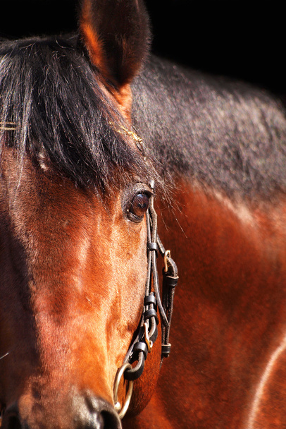 Portrait of bay horse over black closeup - Zdjęcie, obraz