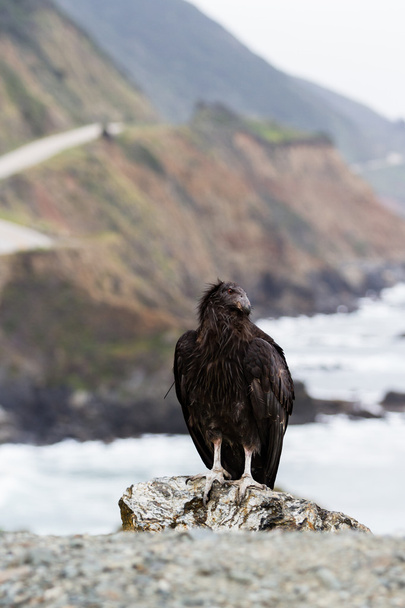Condor da Califórnia (Ginástica californiana
) - Foto, Imagem