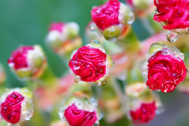 Bottiglia rossa spazzola albero fiore
 - Foto, immagini