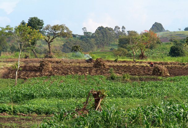 Maatalous lähellä Rwenzori Mountains
 - Valokuva, kuva