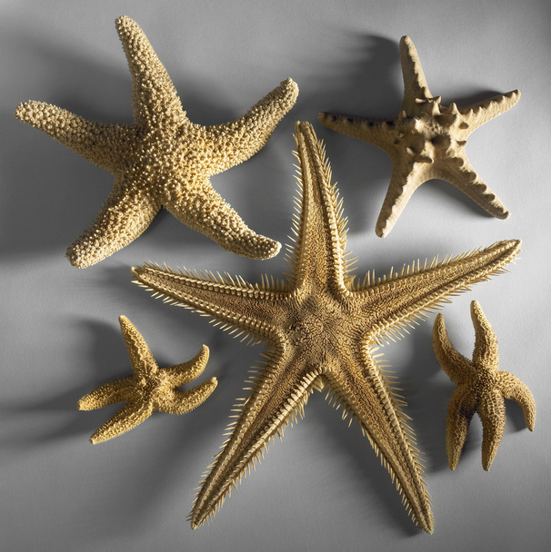 Некоторые морские звезды
 - Фото, изображение