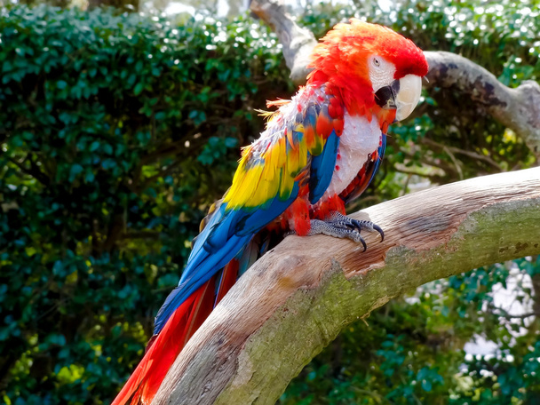 Прекрасный красочный попугай макао в зоопарке Миядзаки
 - Фото, изображение