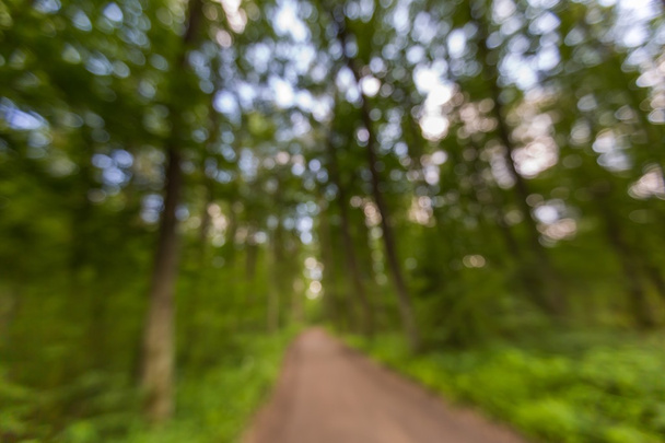 обезглавленный летний лес
 - Фото, изображение