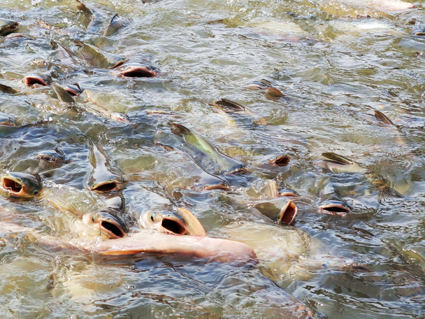 thailand Fish in the river - Photo, Image