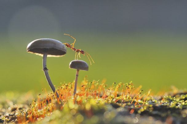 Weaver mier wilt springen van een paddenstoel - Foto, afbeelding