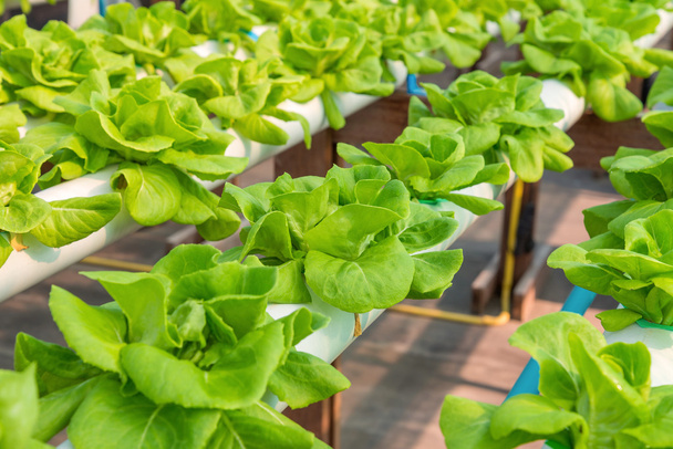 Ekologická hydroponická farma pěstování zeleniny - Fotografie, Obrázek