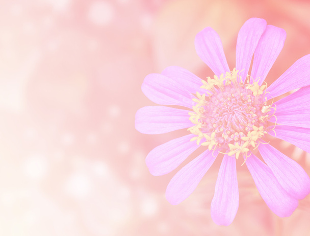 flor en color vintage
  - Foto, imagen