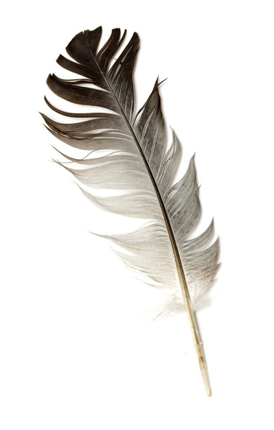 pluma de un pájaro sobre un fondo blanco - Foto, Imagen