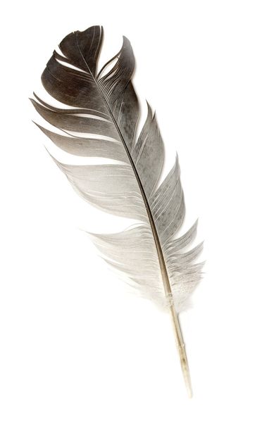 feather of a bird on a white background - Photo, Image