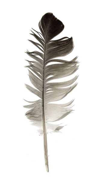 feather of a bird on a white background - Zdjęcie, obraz
