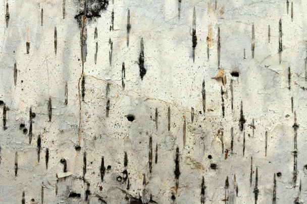 白樺の木の樹皮のクローズ アップ - 写真・画像