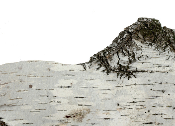 Casca de bétula closeup
 - Foto, Imagem