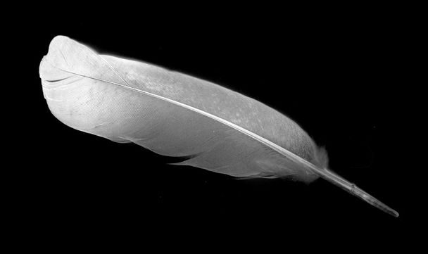Περιστέρι φτερό επάνω σε μαύρο υπόβαθρο - Φωτογραφία, εικόνα