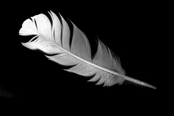 pigeon feather on the black background - Photo, Image