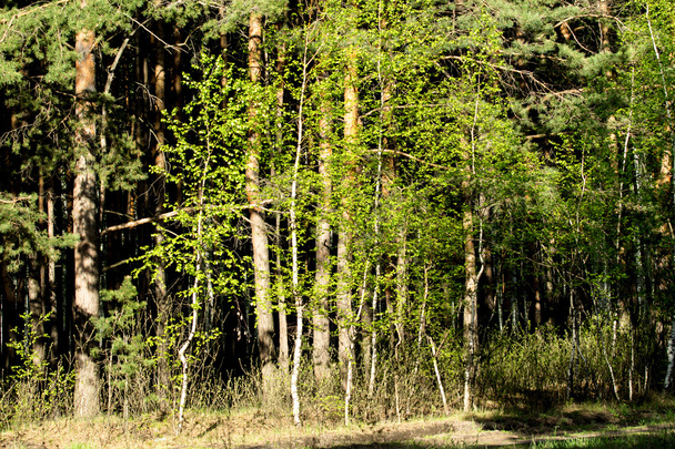 foresta di betulle verde in primavera - Foto, immagini