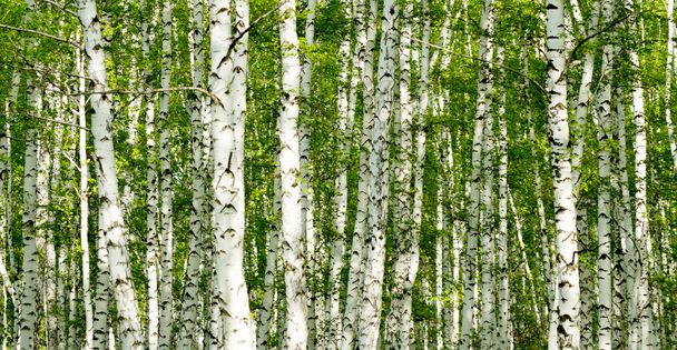 Зеленый березовый лес весной - Фото, изображение