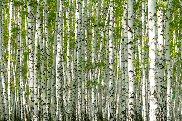 bosque de abedul verde en la primavera - Foto, imagen