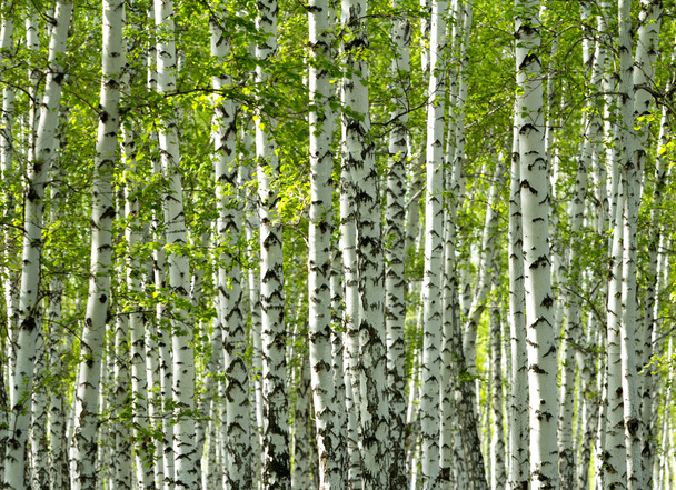 Зеленый березовый лес весной - Фото, изображение
