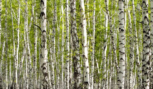 春の緑の白樺林 - 写真・画像