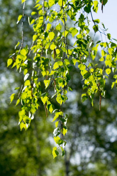 foresta di betulle verde in primavera - Foto, immagini